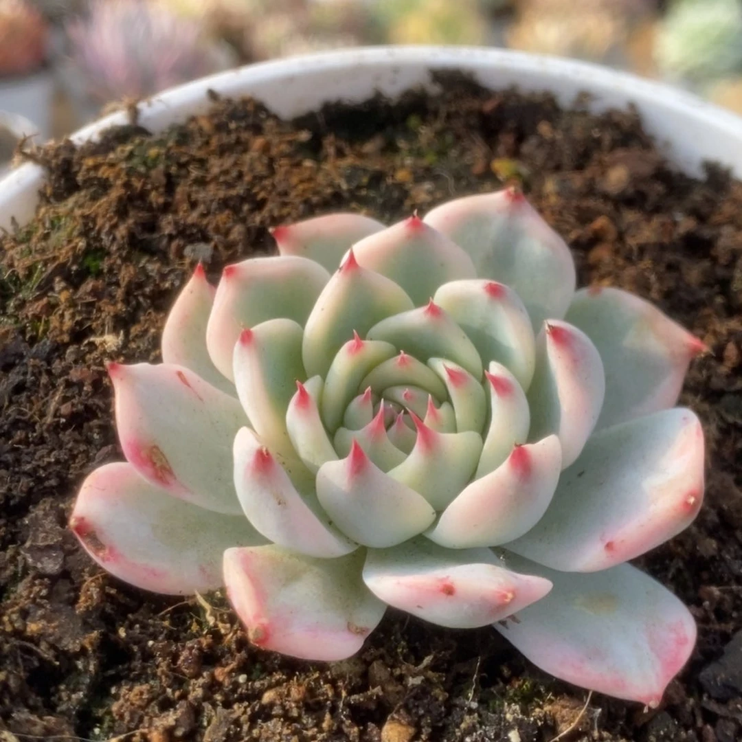 198吉娃娃锦锦锦锦锦