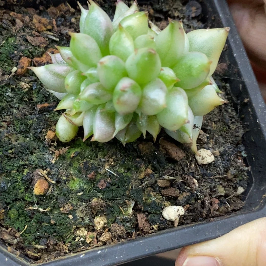 精品多肉一物一拍不包整233