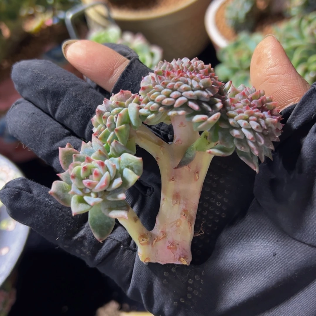 树莓红茶冰魄缀化