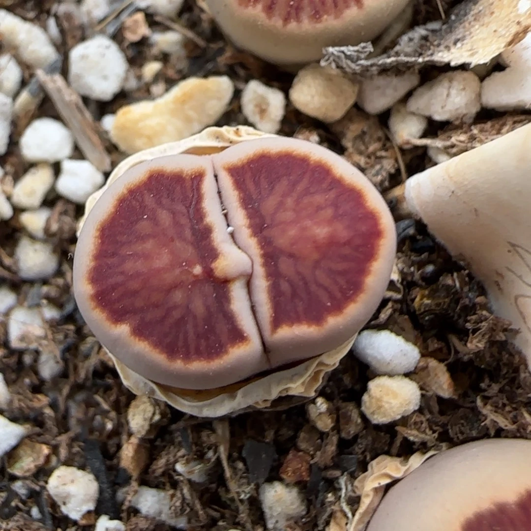 6.1。红窗菊。9231