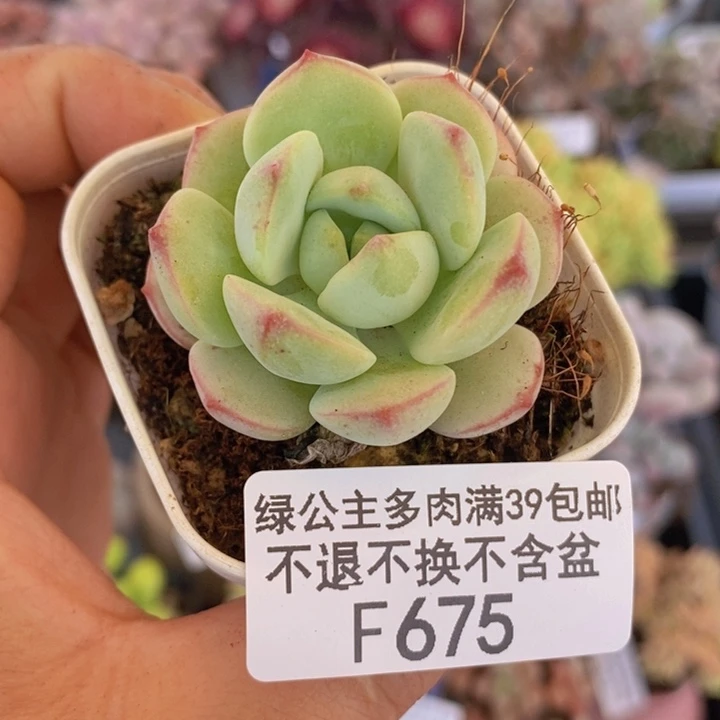 香草4cm675多肉植物