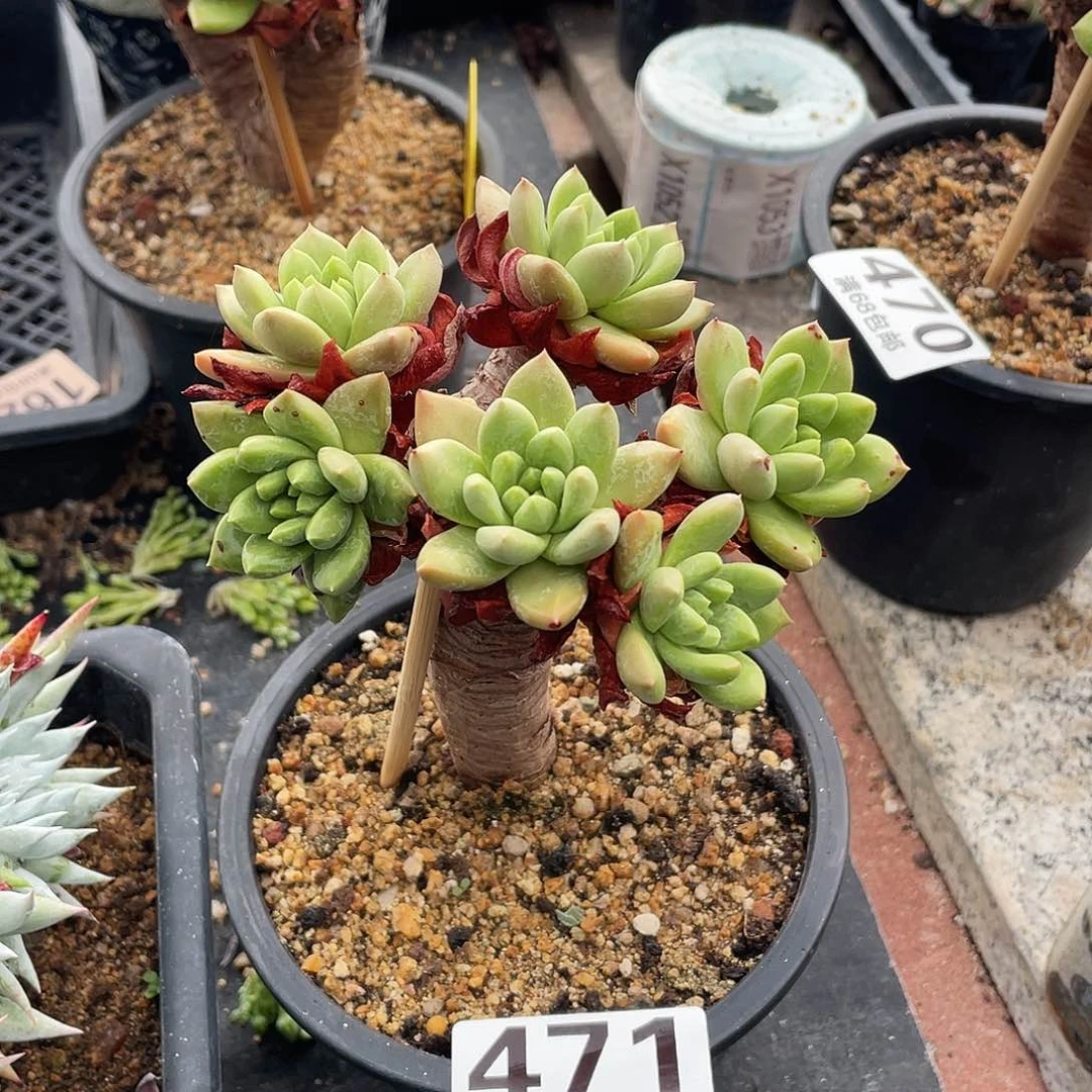 晨溪园艺仙女杯呀