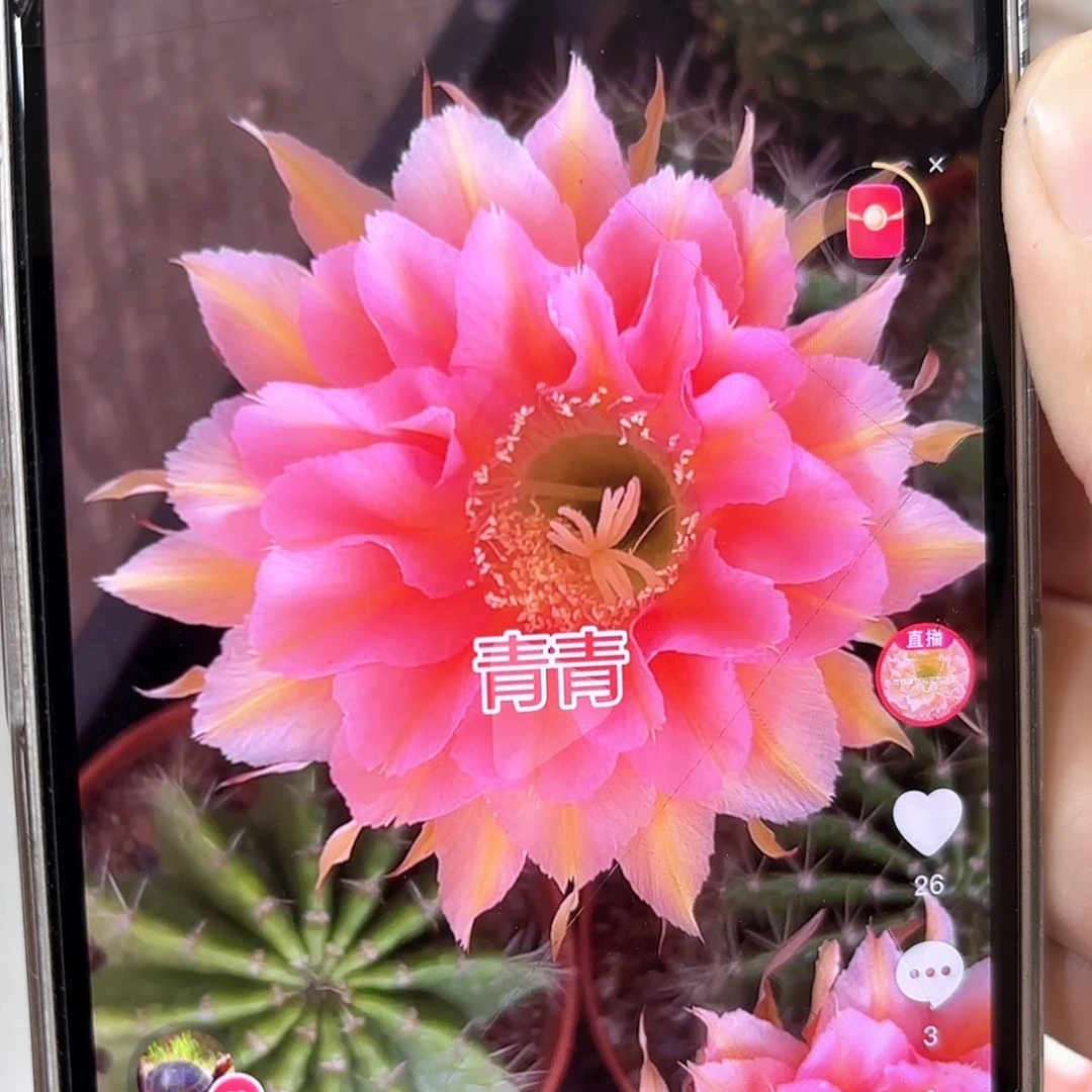 彩草1-63号8公分左右