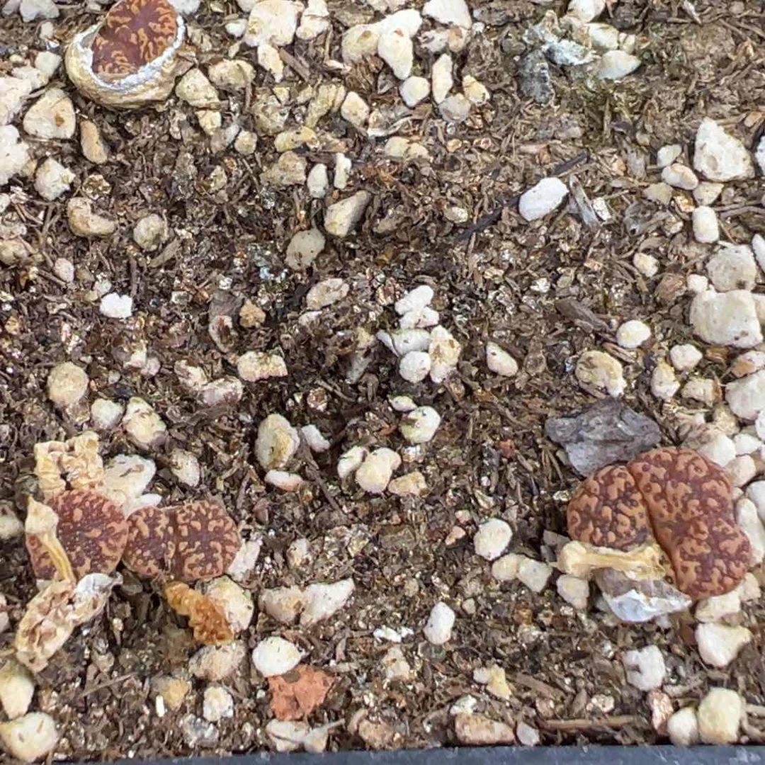 27-11肉锥多肉植物，