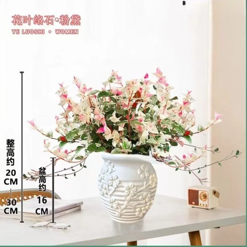 【花叶络石】五彩爬藤绿植四季好养适合办公室桌面盆栽