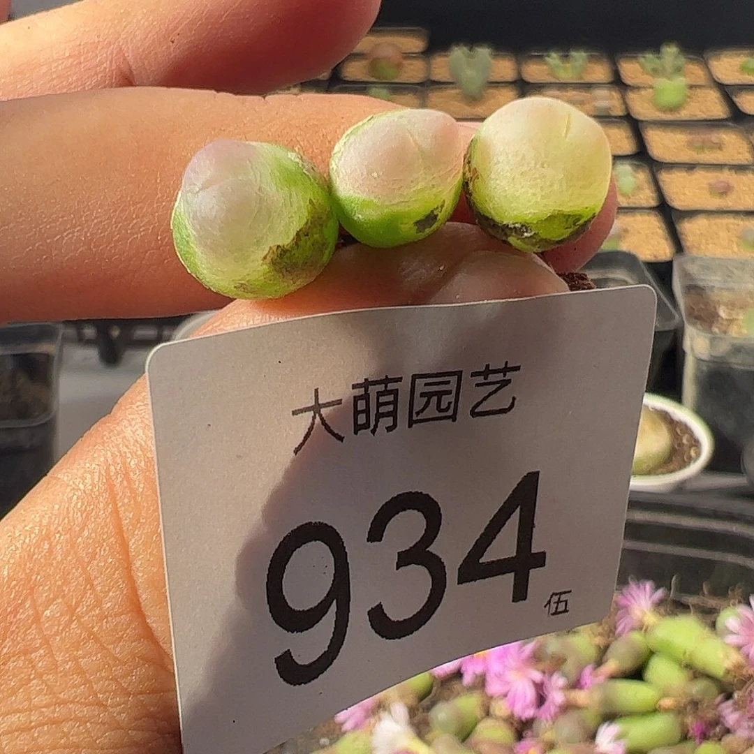 一物一拍干疤福利。934