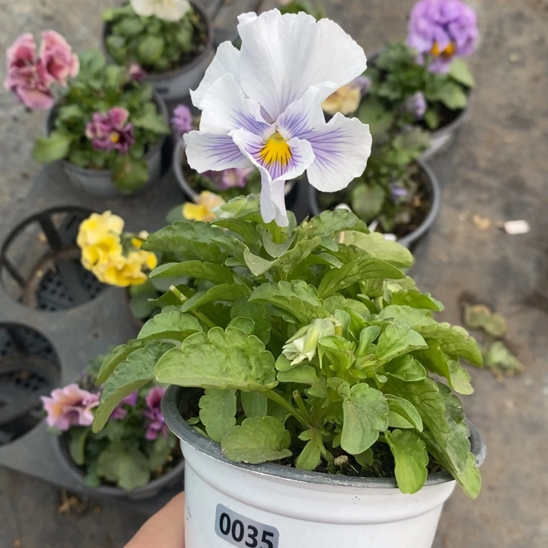 完全开放0035号不售后