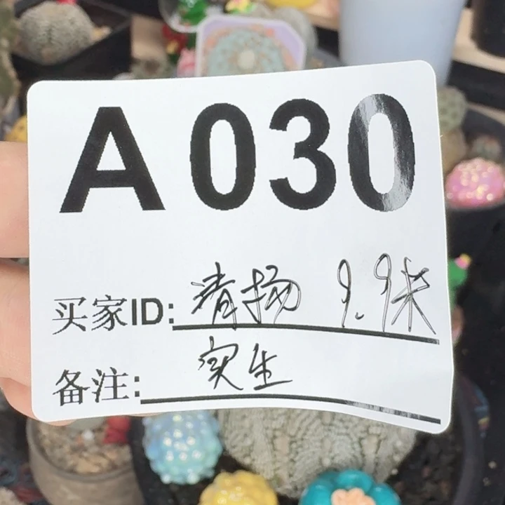 风***9福利实生特价仙人球