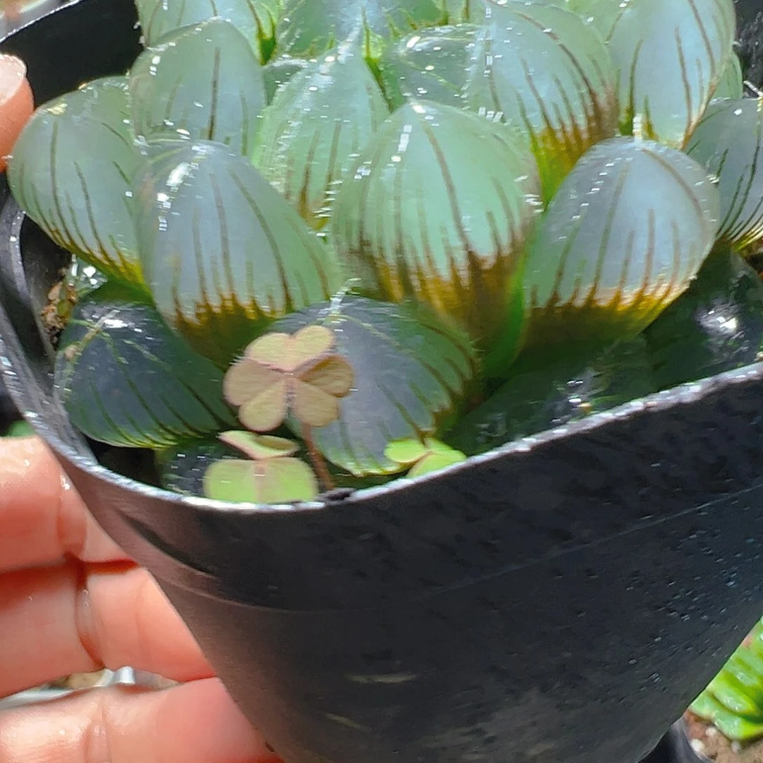 5201多肉植物一颗