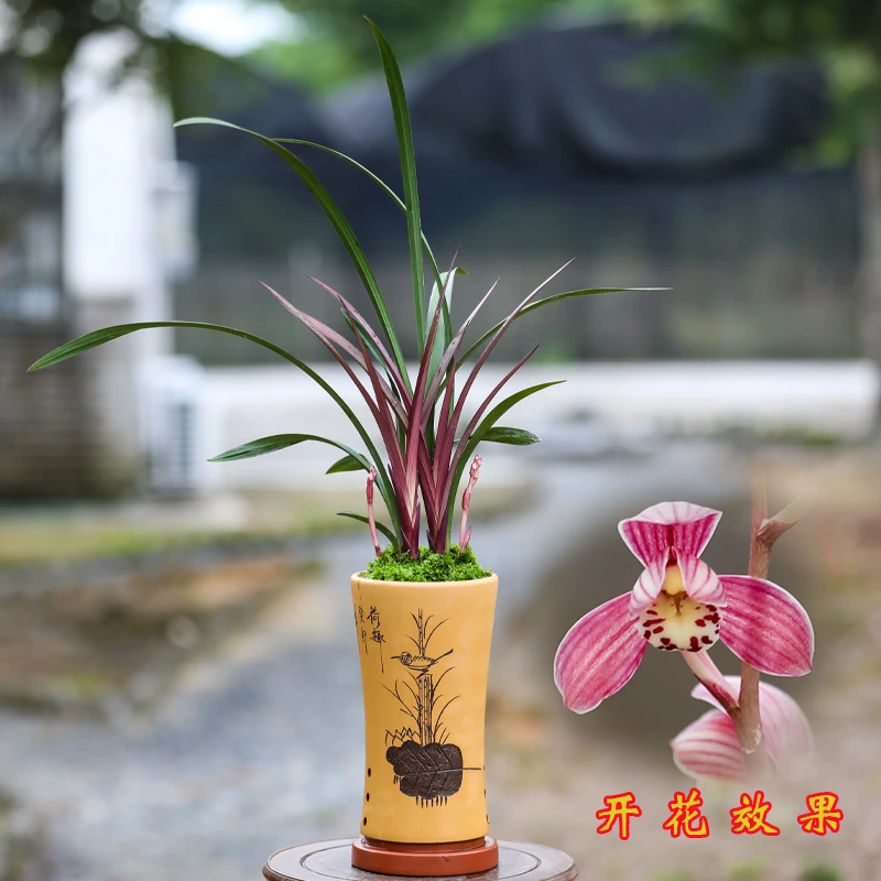 带花苞红草红荷兰花盆栽浓香型室内绿植带盆好养雅致客厅桌面花卉