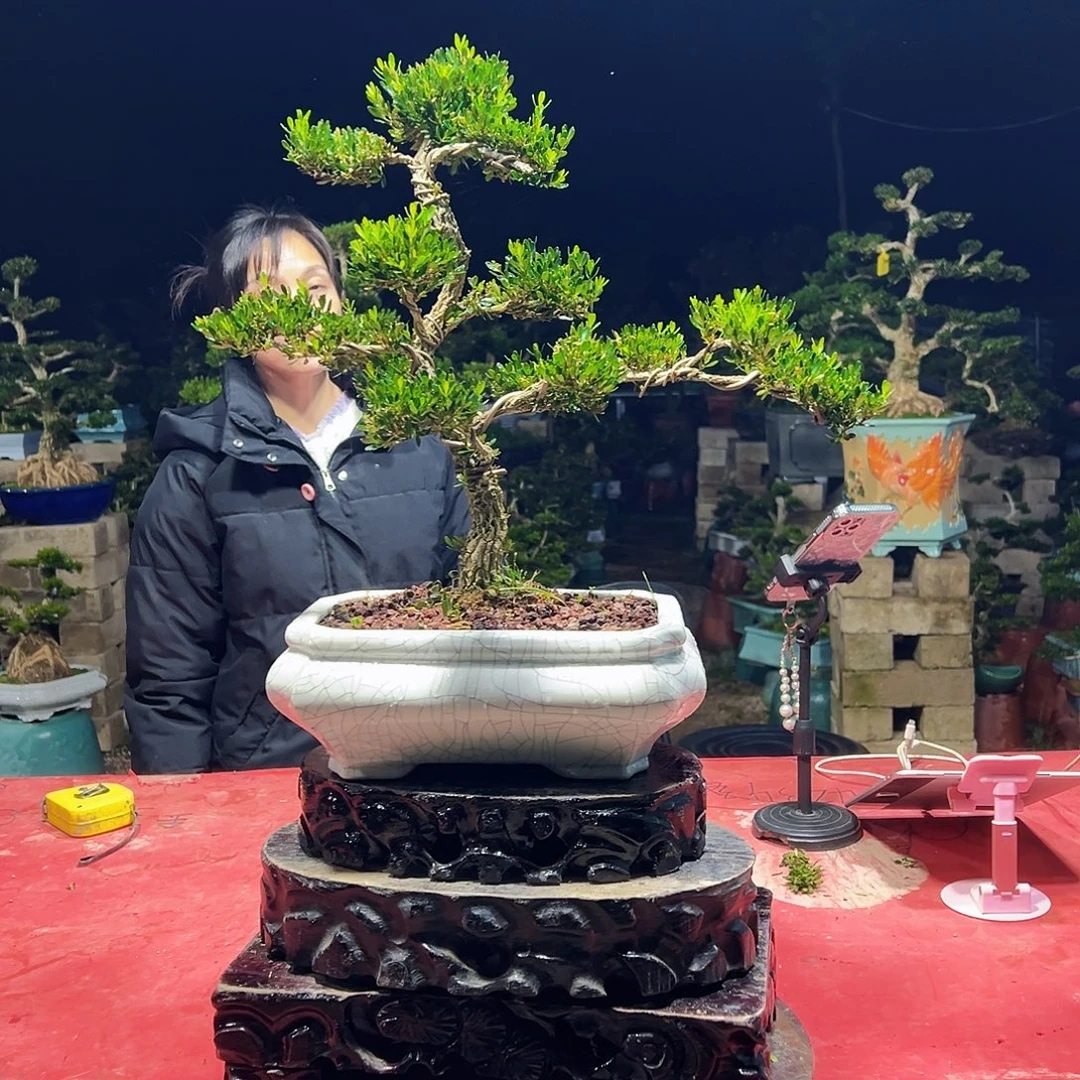 当前无花朵，栽培后可花朵