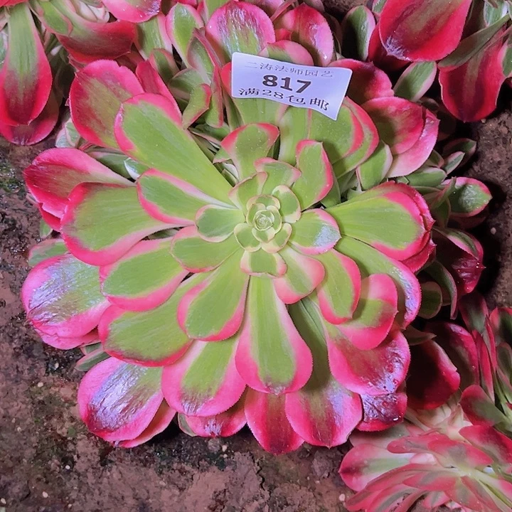 817红女郎多肉植物
