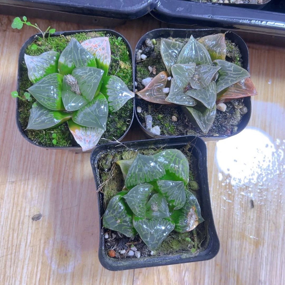 康克寿多肉多肉一颗