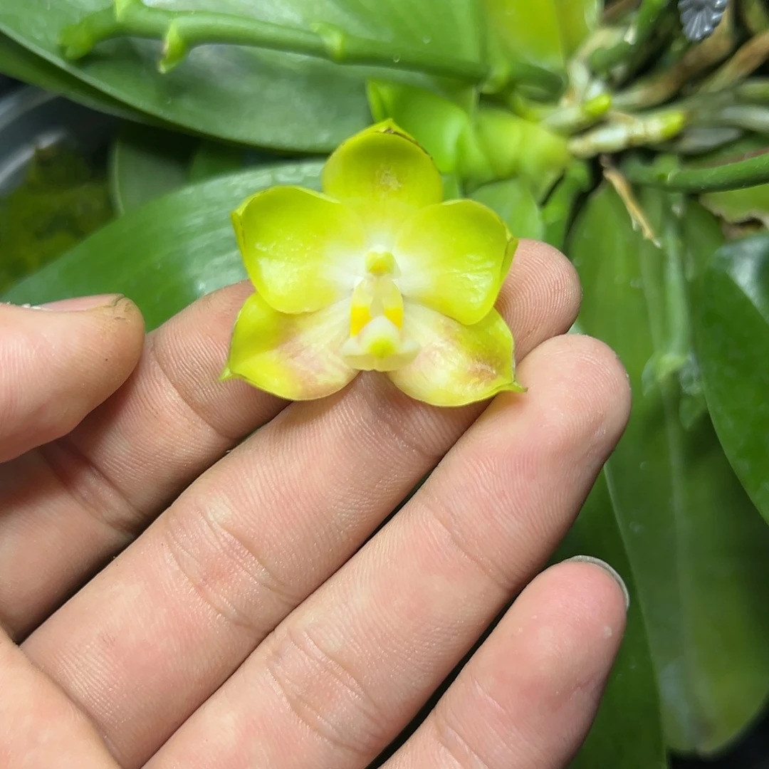 完全开放l236三寸ys1169