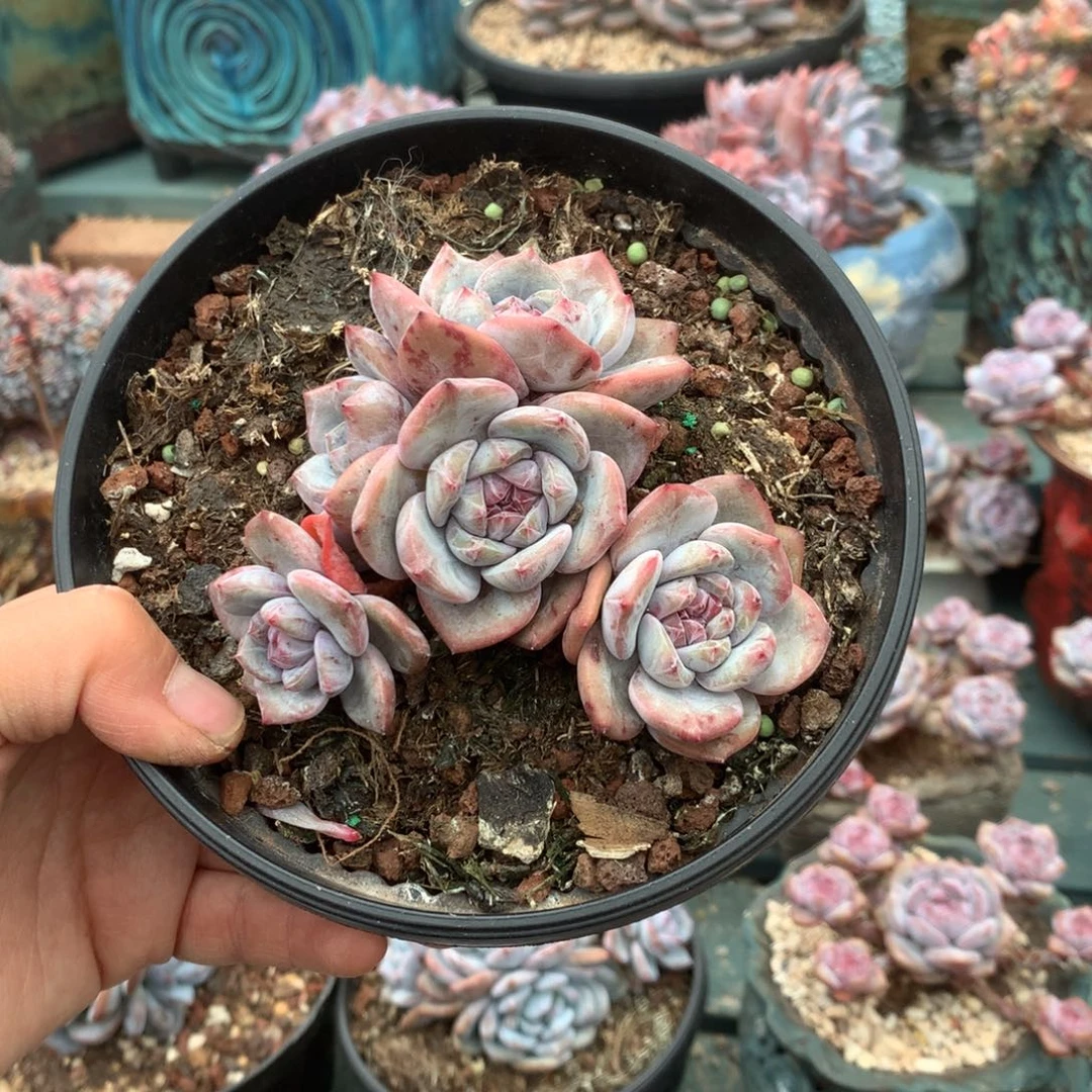 无花朵无砍哈哈哈哈哈哈哈哈13