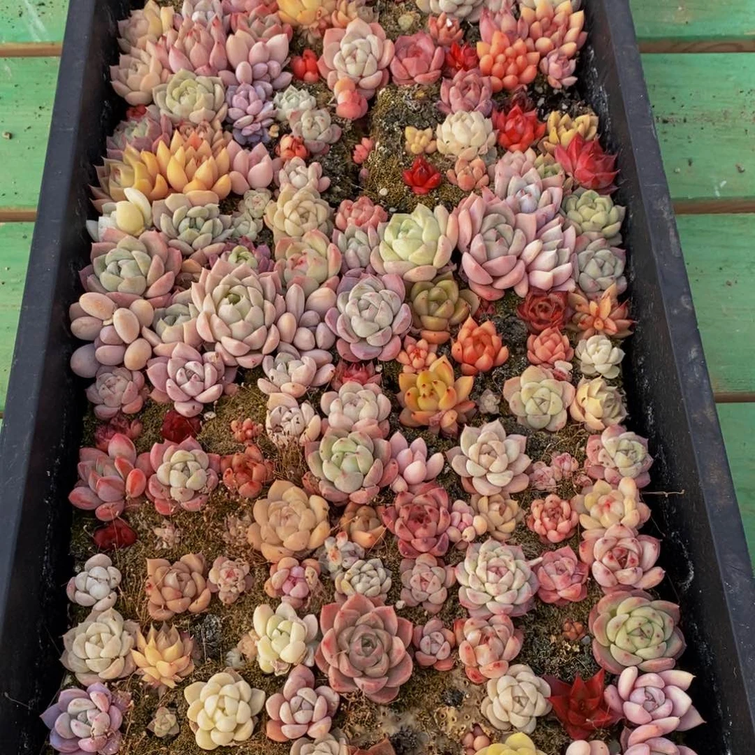 585多肉植物保护研究所