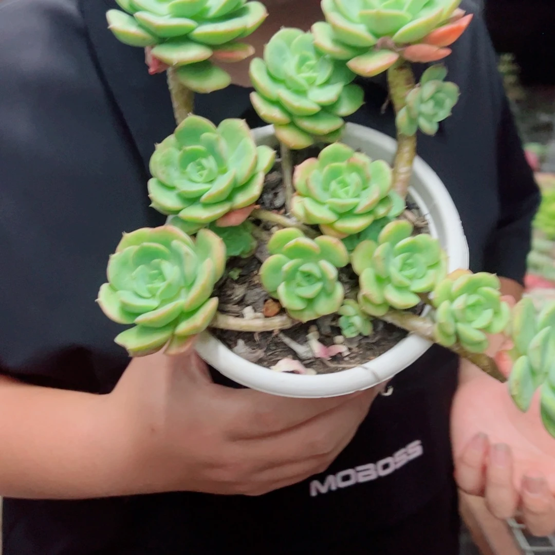 妮可莎娜玫瑰大盆