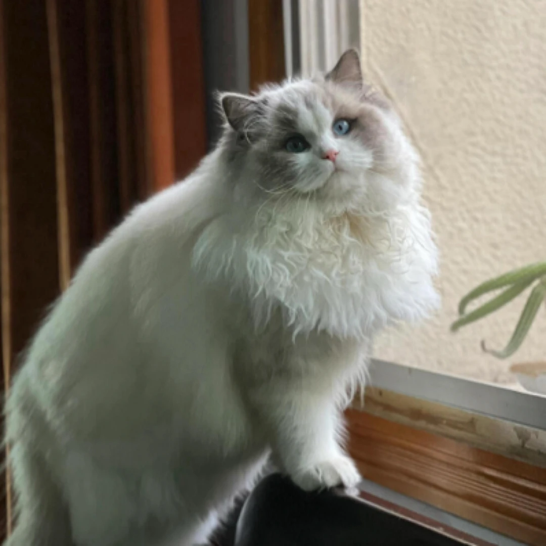 A2500蓝眼睛双色海双蓝双猫咪