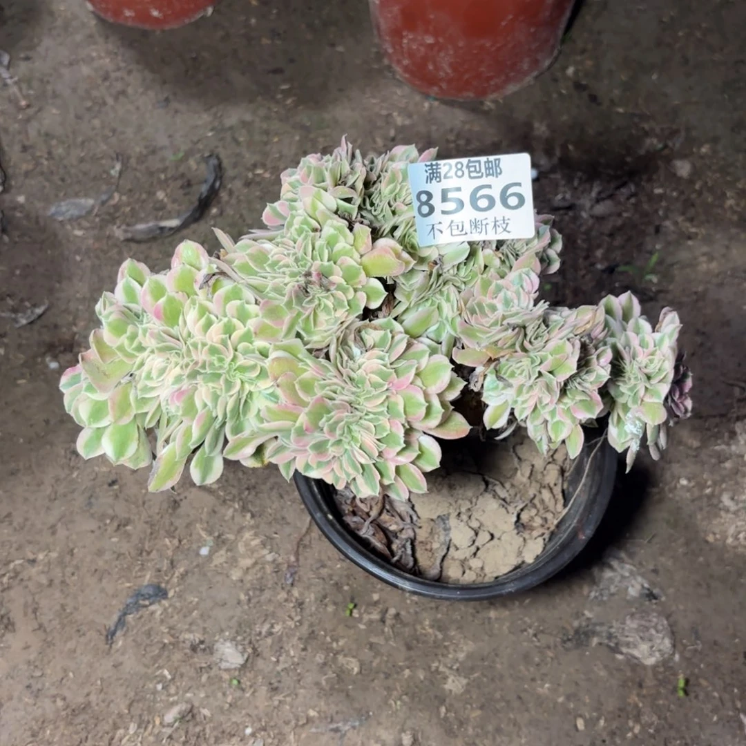 M. 8566女巫最多肉，bab