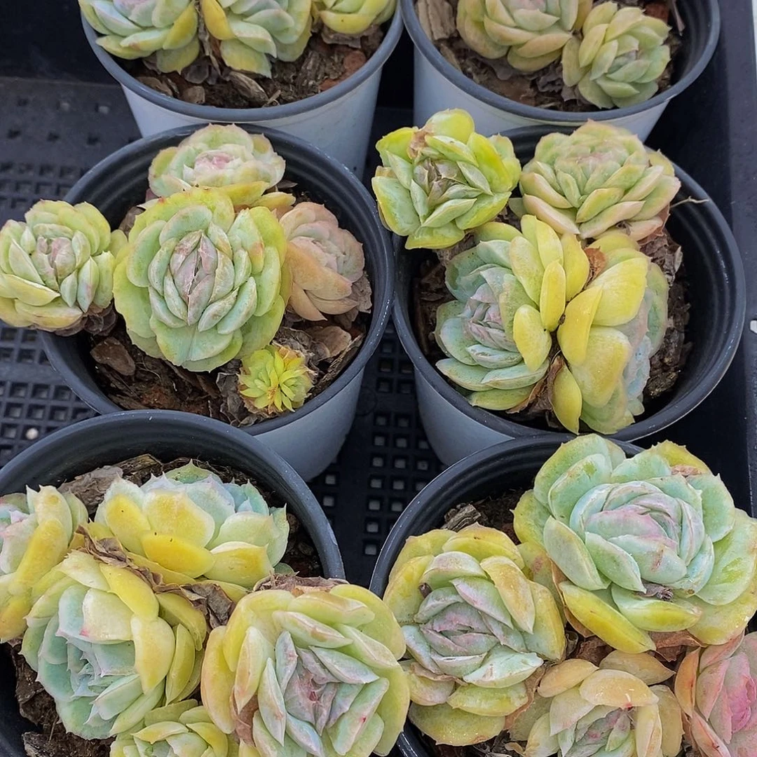 68-精品母本胭脂贝瑞群一个