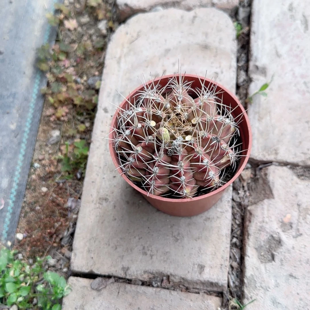 柠***宁无花朵红色不知道仙人球多肉