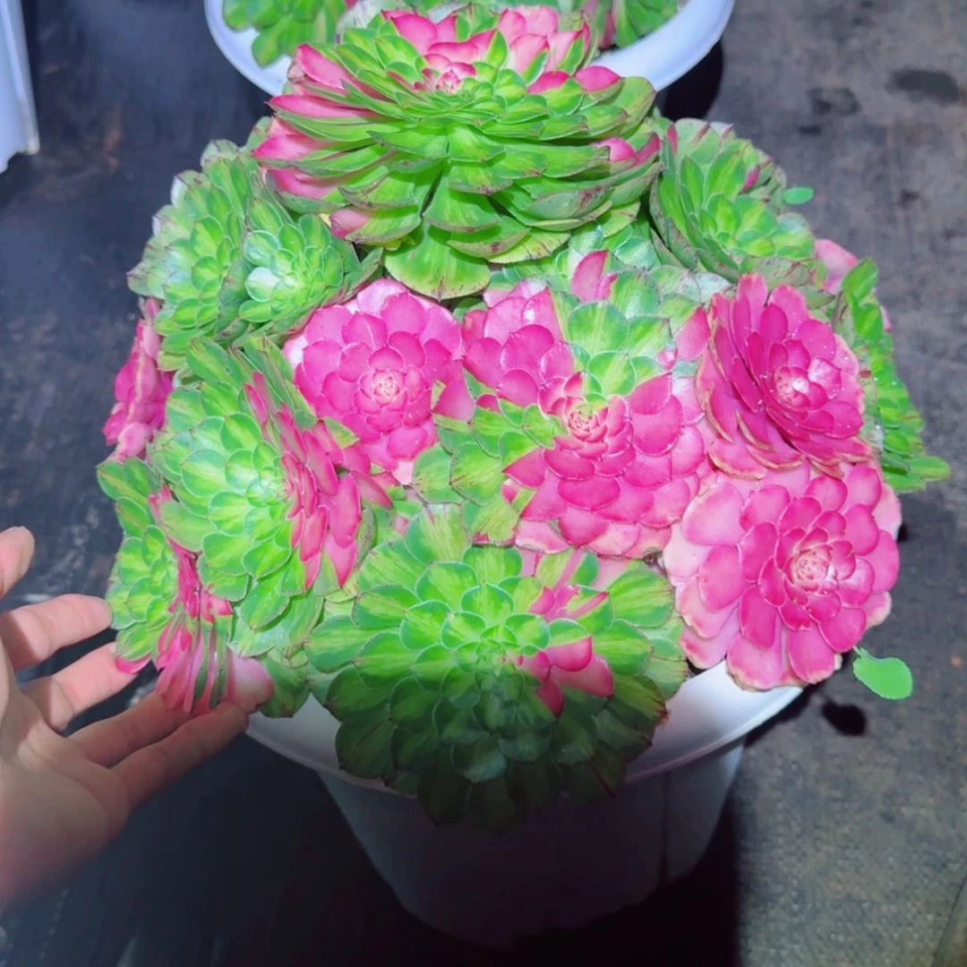 百***赖无花朵dhhdhdhdbdhdhddhd