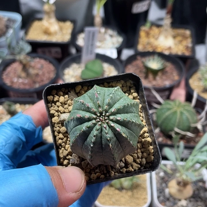 127泰系布纹球仙人球