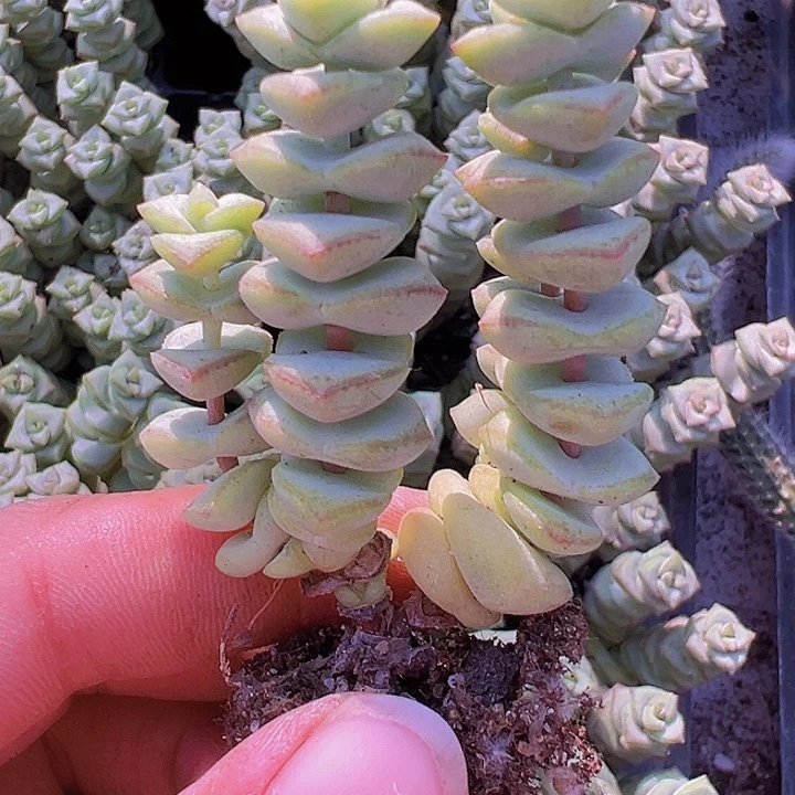 钱串穴盘3颗19包邮