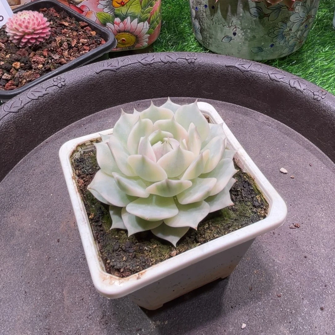 静****露娜莲锦，一物一拍。