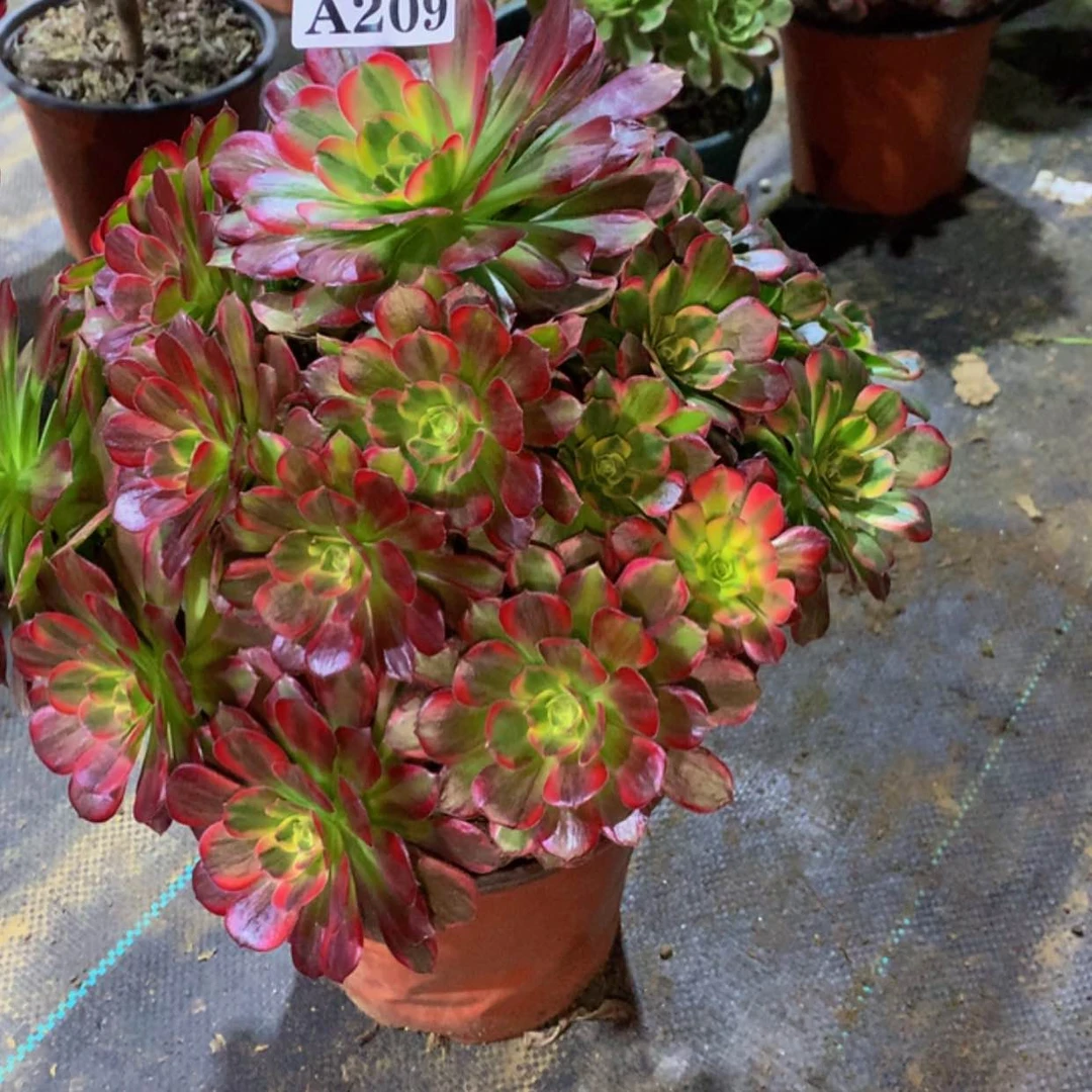 【闪购商品】209安娜