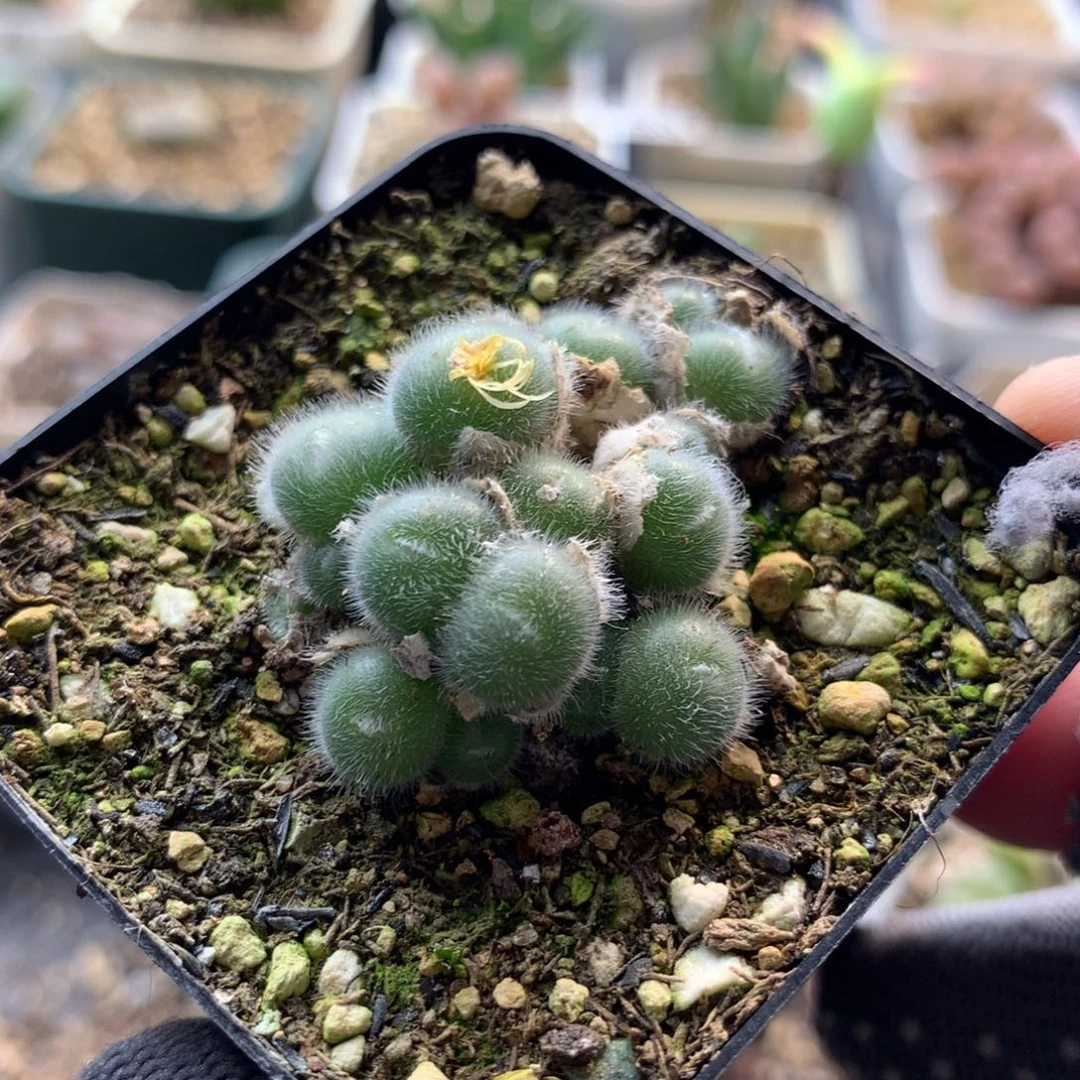 680紫毛钱母本一颗