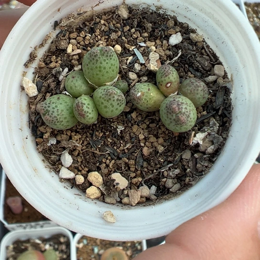 133草莓斑马带盆土发货