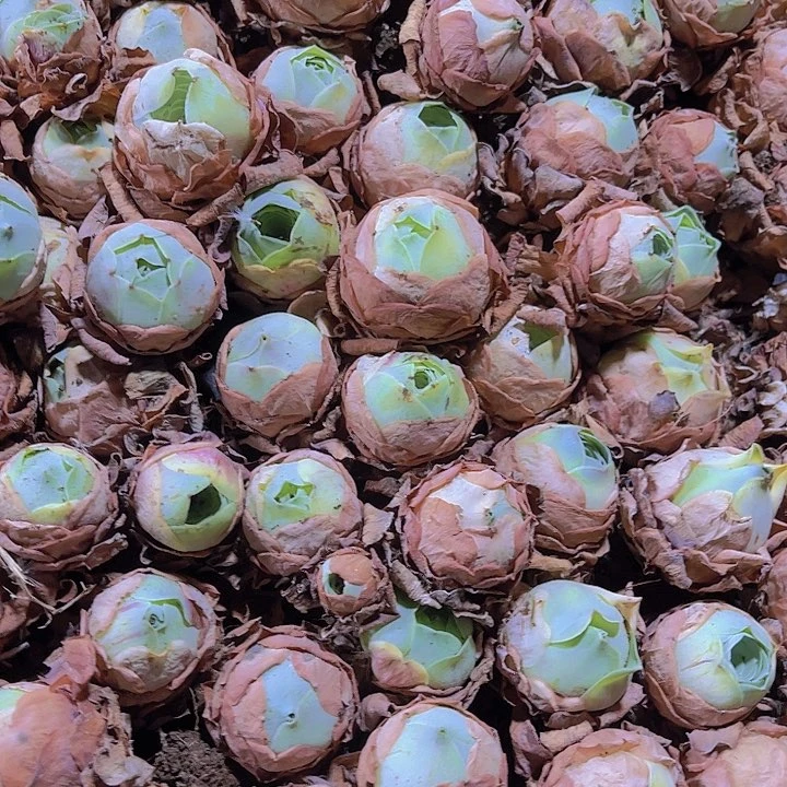 精品鸡蛋玫瑰多肉植物