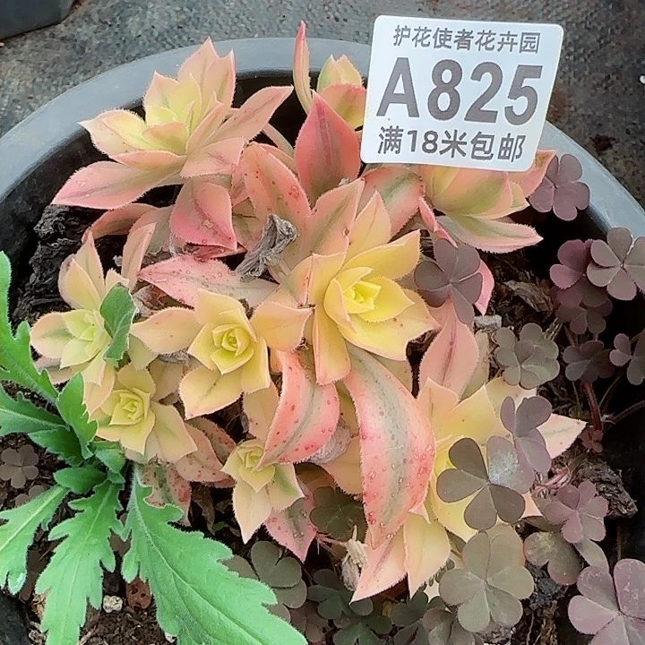 多肉法师枫叶朵朵