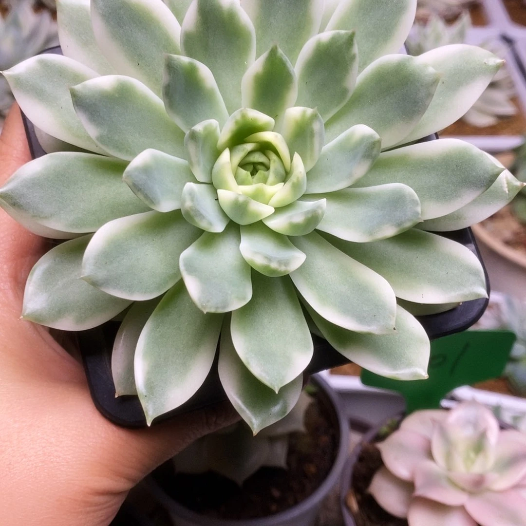 003锦锦锦锦锦锦锦锦