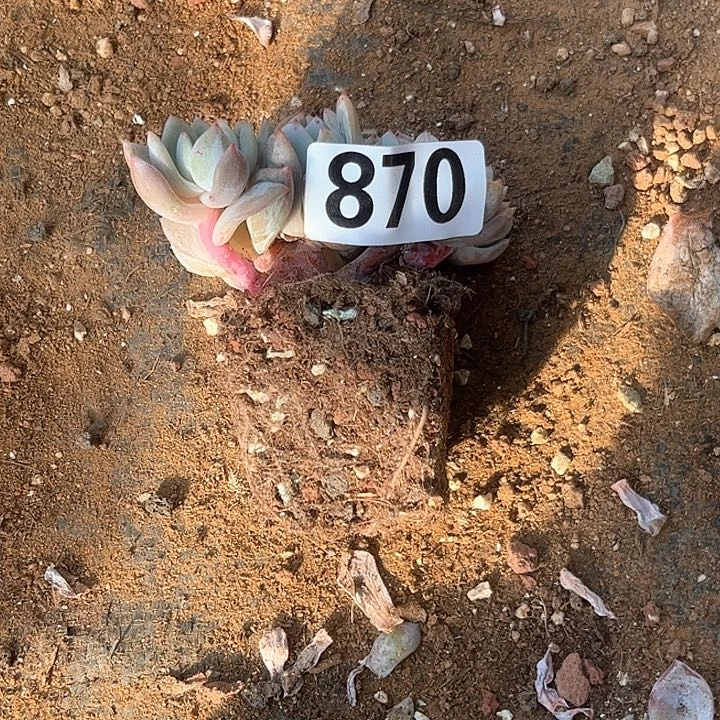 五*熟多肉植物一物一拍