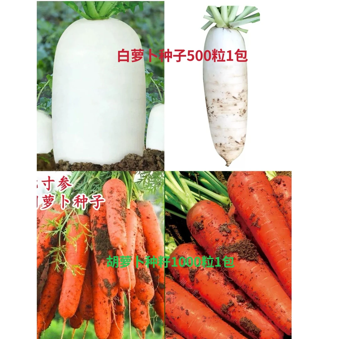 四季萝卜种籽胡萝卜甜脆白罗卜籽高产易种阳台盆栽农家蔬菜种籽孑