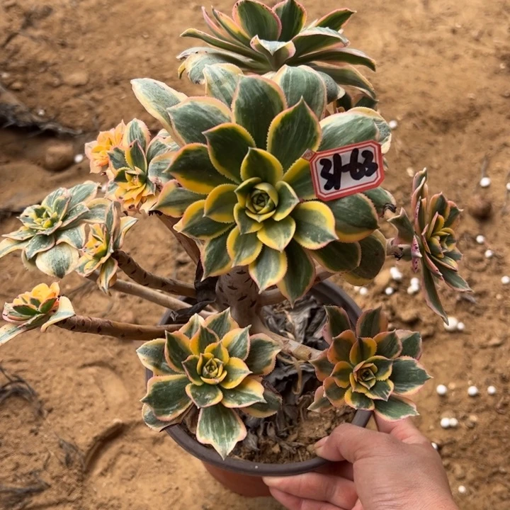 A****姐灿烂多肉植物31-63