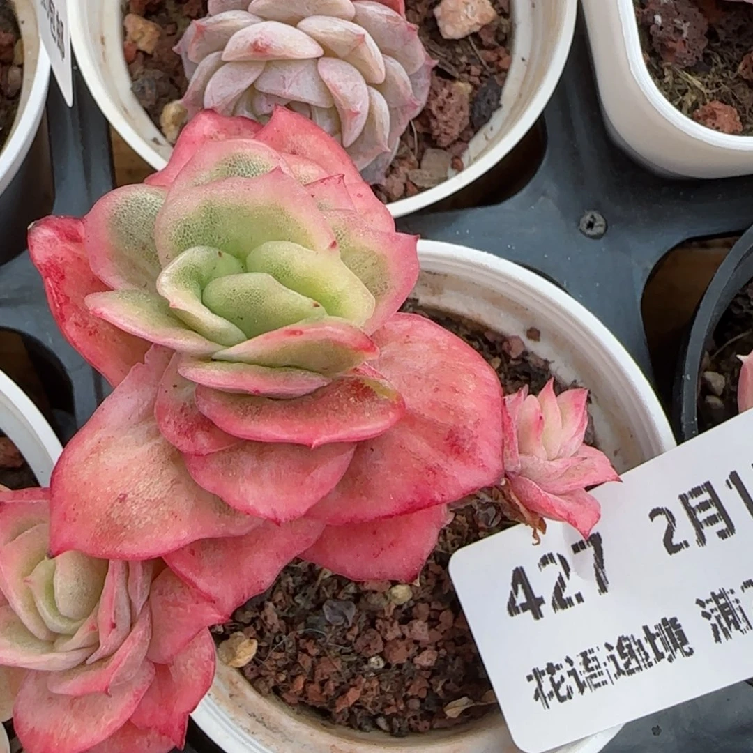 花语逸境0213-427