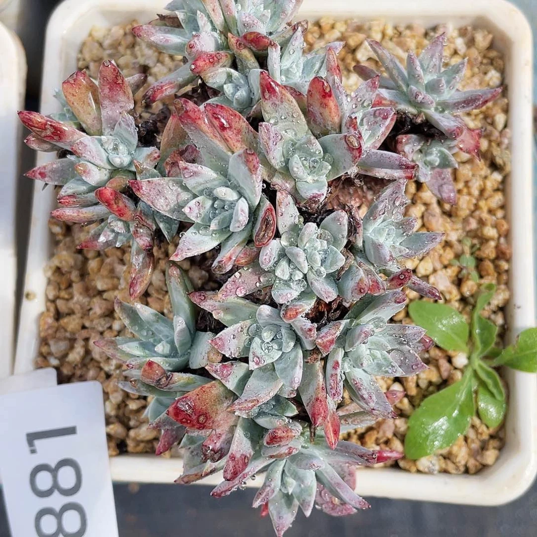 刘丹杂交老桩5881