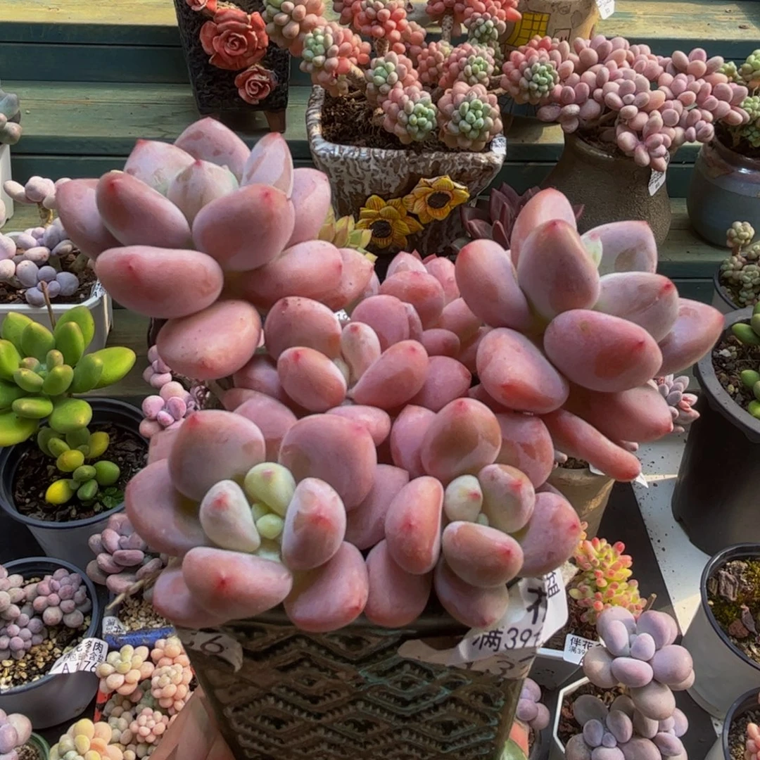 192樱花洛神8cm多肉