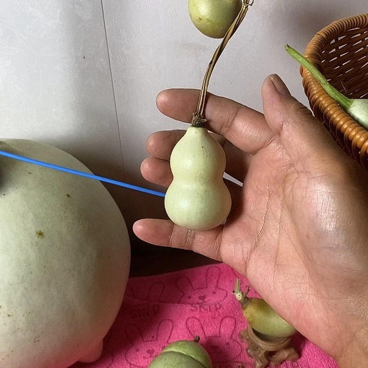小***宝青皮腰子葫芦手把件