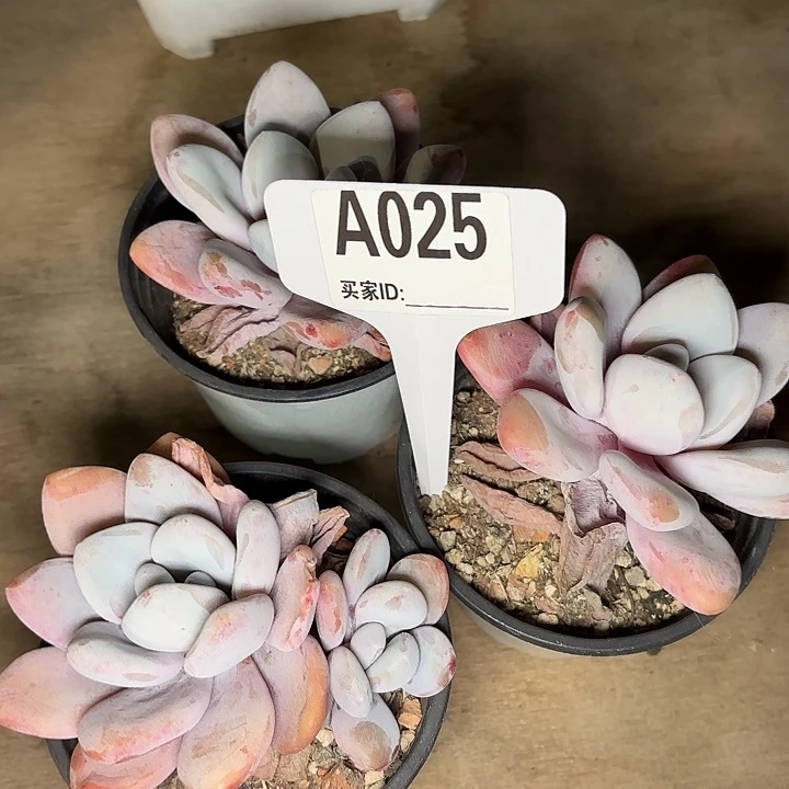 张**看粉兔3颗一物一拍A025