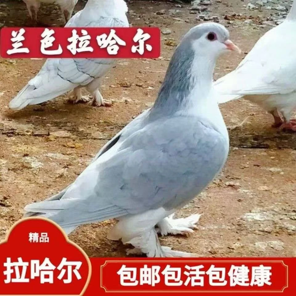 拉合尔鸽子观赏鸽企鹅鸽黄拉紫拉黑拉蓝拉观赏鸽子活体种青年鸽