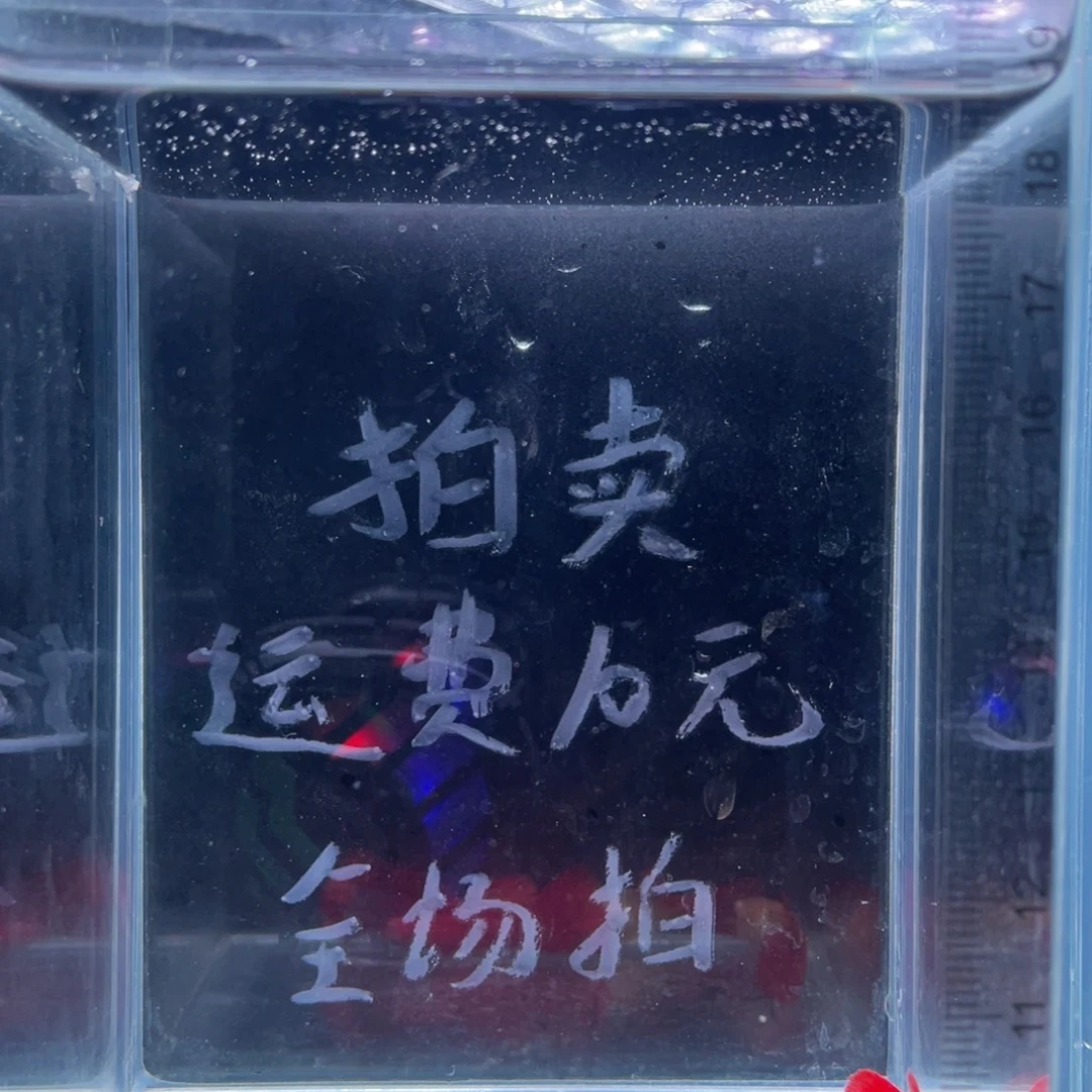 孔雀鱼大背全红两对