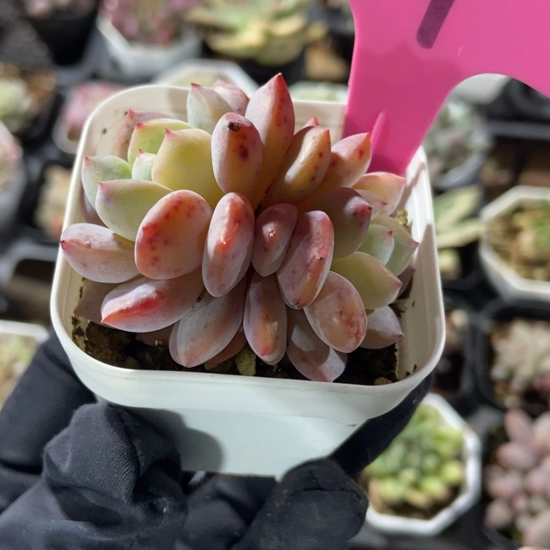 19雪天使多肉植物