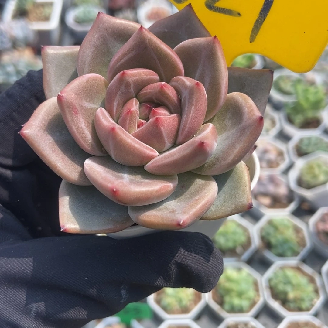 621香槟多肉植物保护