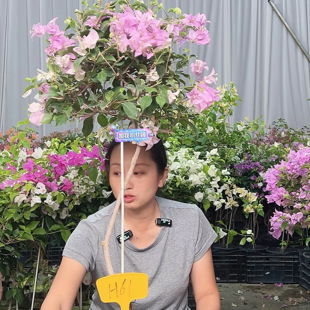 H***y当前无花栽培后可以开花H61巴西紫