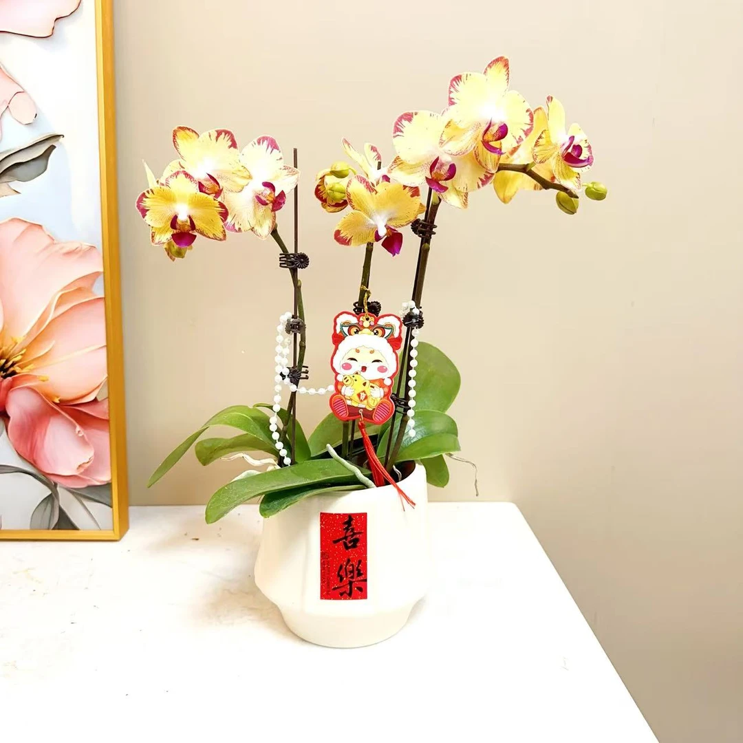 A级【爸爸加油】精 品 蝴蝶兰