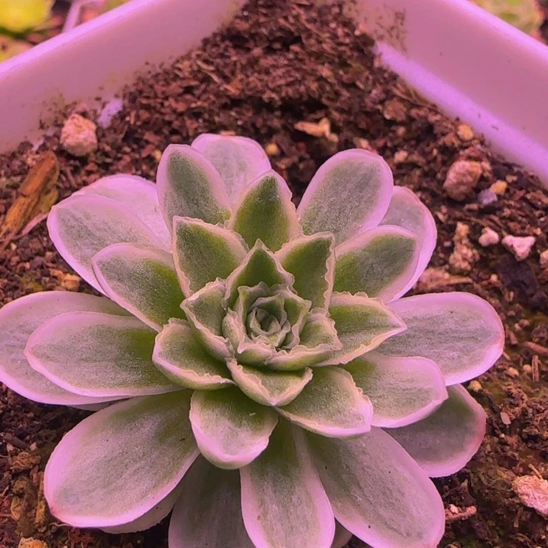 秋夕捧花12424286775685775